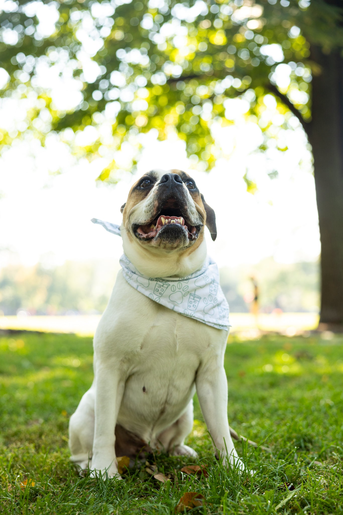 "Beans & Coffee" Bandana