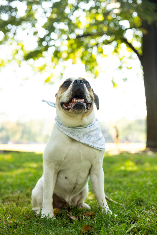 "Beans & Coffee" Bandana